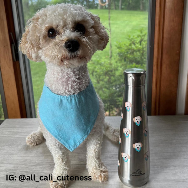 Dog Water Bottle (Stainless Steel)