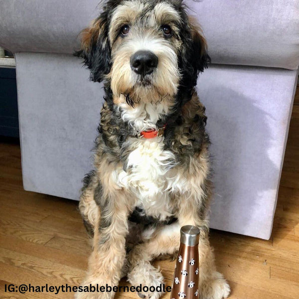 Dog Water Bottle (Stainless Steel)