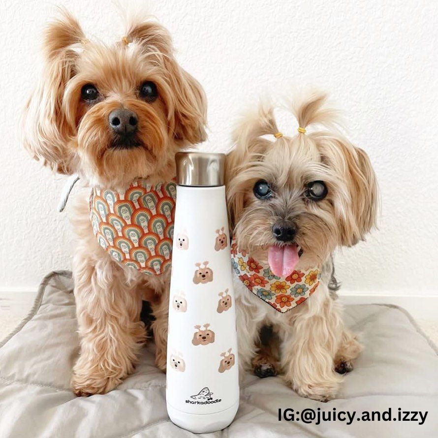 Dog Water Bottle (Stainless Steel)