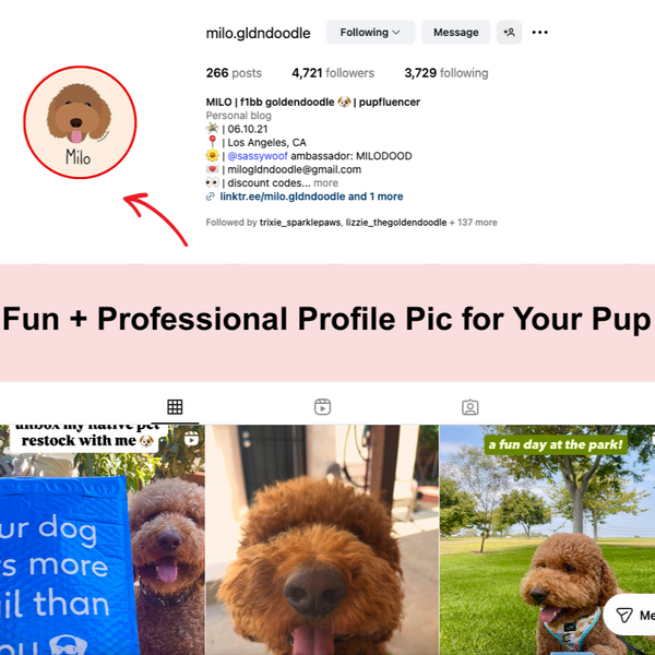 Instagram-Ready Pup Profile Pic - Digital