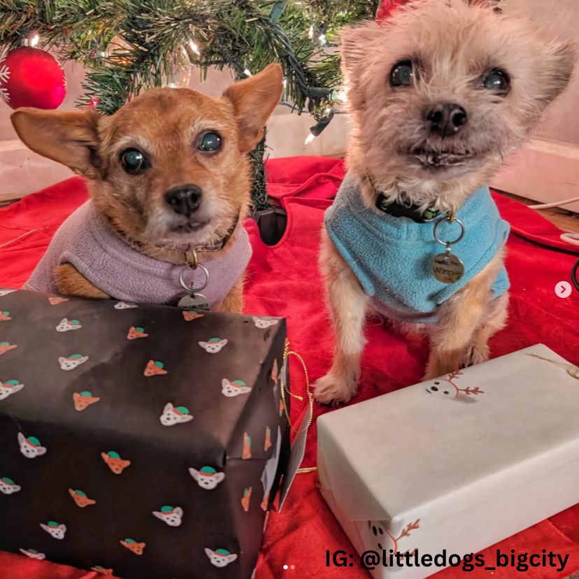 Dog Wrapping Paper – Sharkadoodle