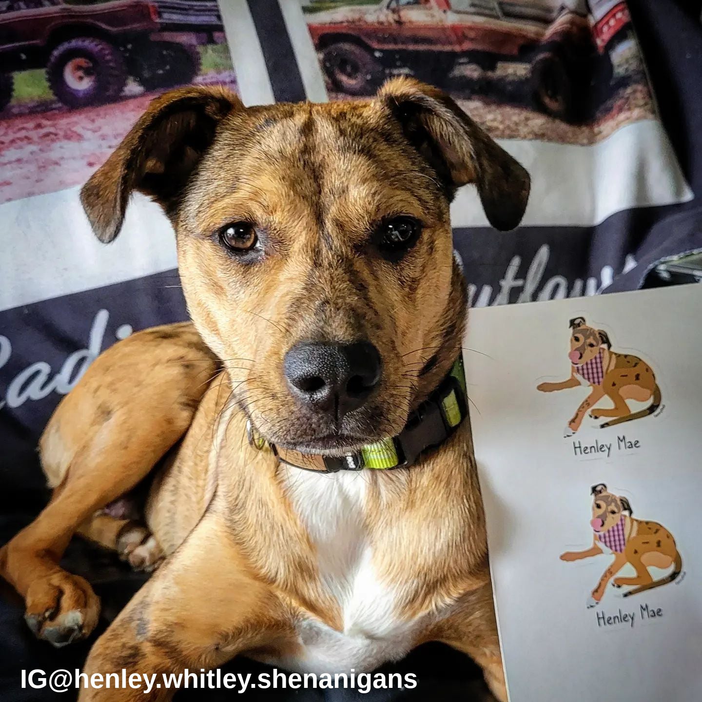 Dog Stickers